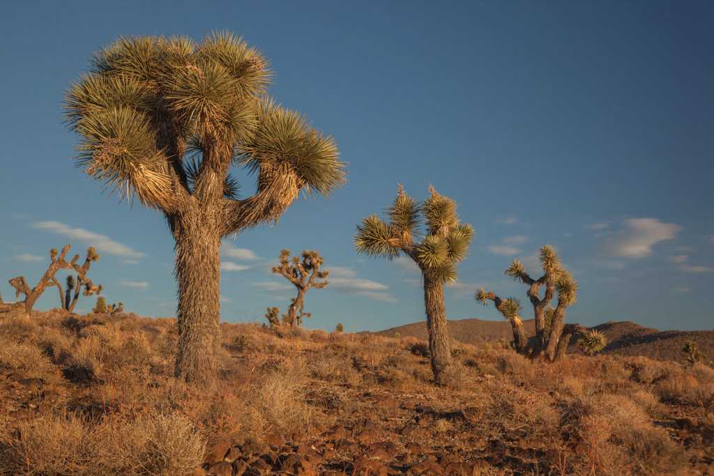 Joshua Trees in Lee Flat